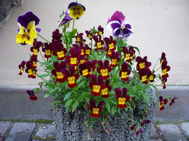 Bratki w pustaku budowlanym. Fot. Flower Council of Holland/thejoyofplants.co.uk