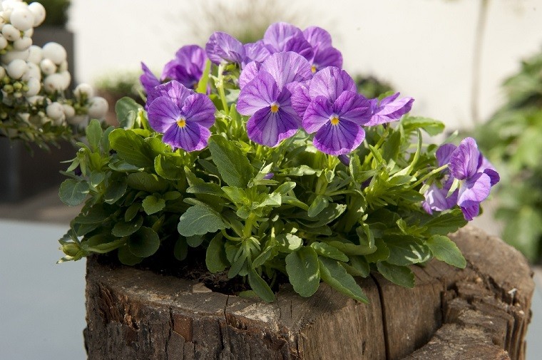 Bratki w pieńku. Fot. Flower Council of Holland/thejoyofplants.co.uk