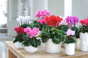 Cyklamen perski kwitnie zimą. Kwiaty są w różnych kolorach. Fot. Flower Council of Holland/thejoyofplants.co.uk