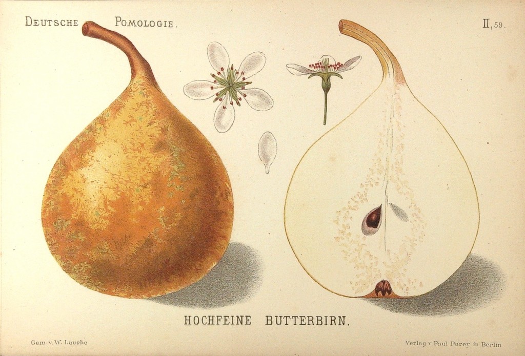 Grusza Bera Wyśmienita – rysunek z książki „Deutsche Pomologie” Wilhelma Lauche z 1882-1883, ze zborów biblioteki Wageningen UR.