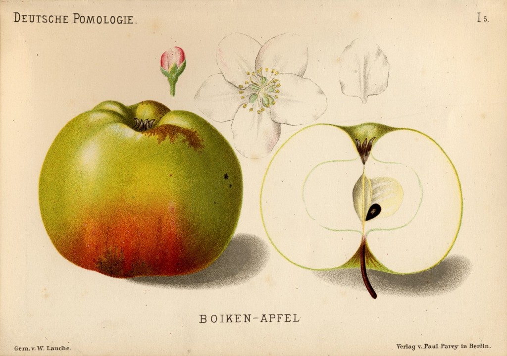 Jabłoń Boiken - rysunek z książki „Deutsche Pomologie” Wilhelma Lauche z 1882-1883, ze zborów biblioteki Wageningen UR.