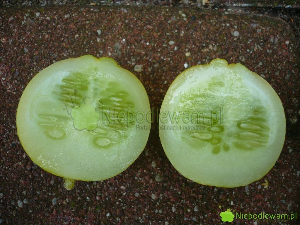 Przekrojony ogórek Lemon. Fot. Niepodlewam