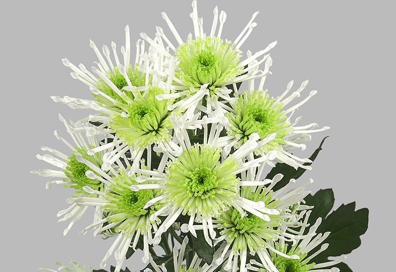 Chryzantema Anura Green. Fot. JustChrys.com