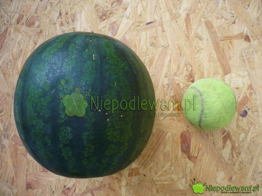 W polskim klimacie owoce arbuzów Janosik osiągają do 5 kg wagi. Fot. Niepodlewam