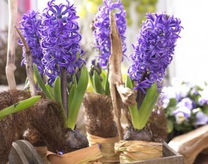 Hiacynt doniczkowy najwygodniej kupić w sklepie. Można też pędzić hiacynty z własnych cebul. Fot. Flower Council of Holland/thejoyofplants.co.uk