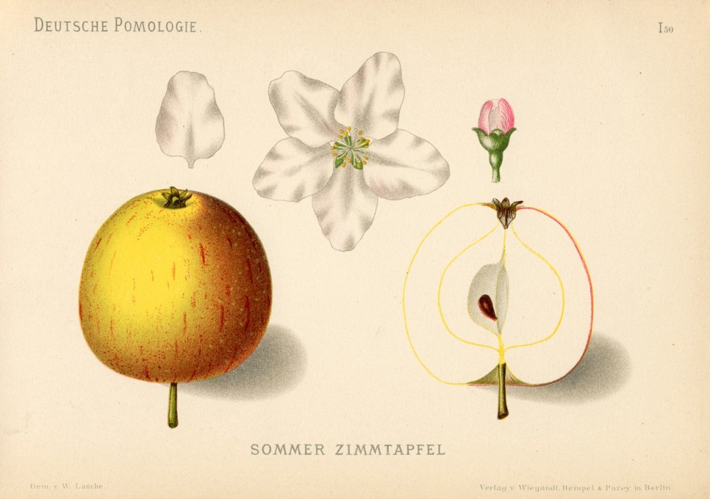 Jabłoń Cynamonowe - rysunek z książki „Deutsche Pomologie” Wilhelma Lauche z 1882-1883, ze zborów biblioteki Wageningen UR.
