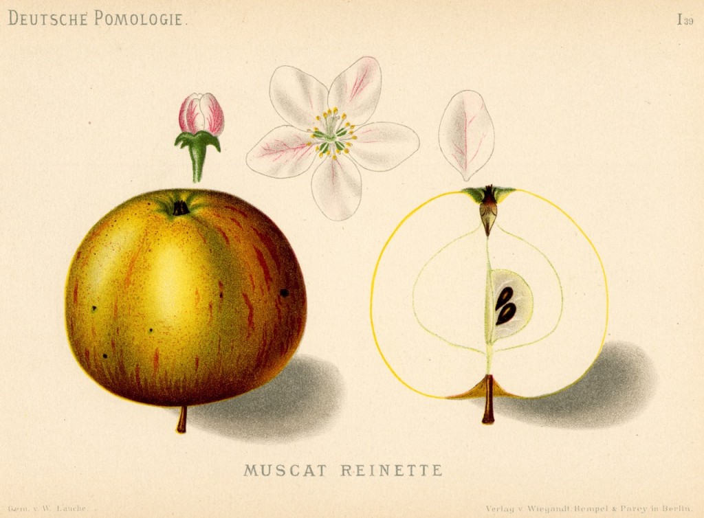 Jabłoń Reneta Muszkatowa - rysunek z książki „Deutsche Pomologie” Wilhelma Lauche z 1882-1883, ze zborów biblioteki Wageningen UR.