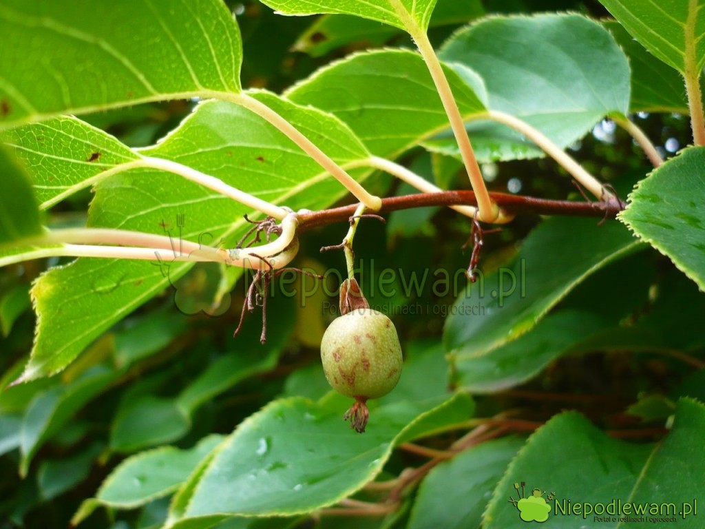 Aktinidia. Fot. Niepodlewam