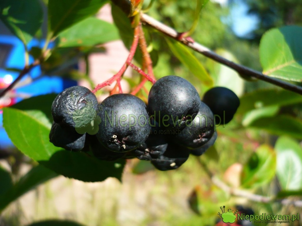 Aronia. Fot. Niepodlewam