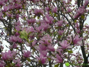 Magnolia Soulange`a Alexandrina kwitnie na różowo, zanim wypuści liście. Wygląda zjawiskowo. Fot. Niepodlewam