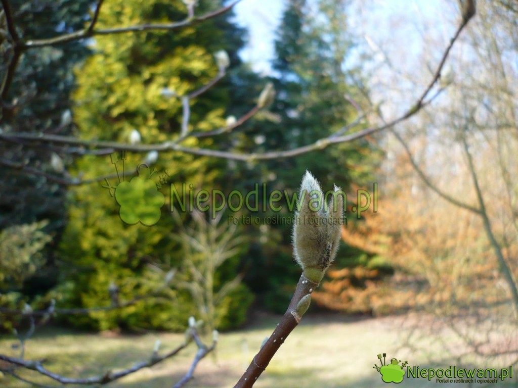 Pąki kwiatowe magnolii Soulange`a Alexandrina mają okrywy wyglądające jak futerko. Fot. Niepodlewam