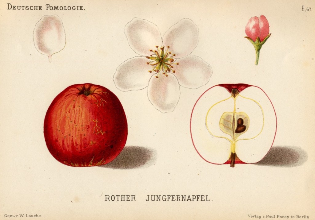 Jabłoń Panieńskie Czeskie – rysunek z książki „Deutsche Pomologie” Wilhelma Lauche z 1882-1883, ze zborów biblioteki Wageningen UR. W Polsce ta odmiana jest znana także jako Czeskie Panieńskie i Jabłuszko Panieńskie.