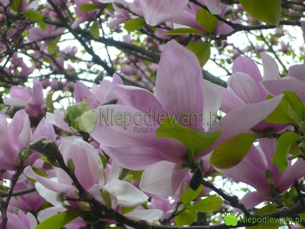 Kwiaty magnolii Soulange`a Alexandrina. Fot. Niepodlewam