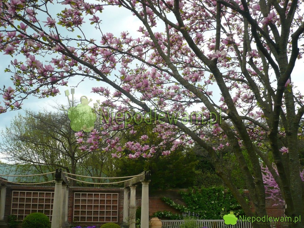 Stara magnolia Soulange`a Alexandrina. Fot. Niepodlewam