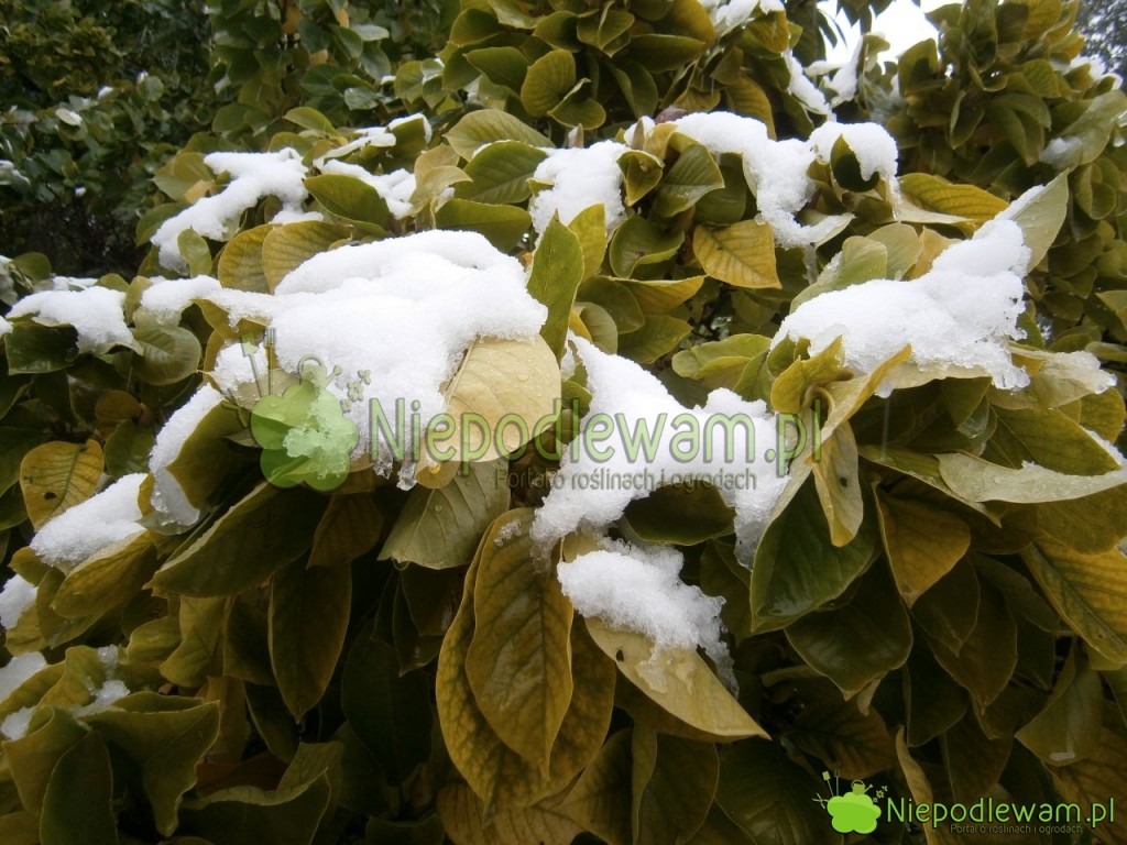 Magnolia Soulange`a Alexandrina przykryta śniegiem w październiku. Fot. Niepodlewam