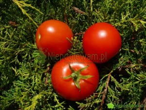 Pomidor Poranek jest niski (około 100 cm wysokości). Ma średniej wielkości owoce. Fot. Niepodlewam