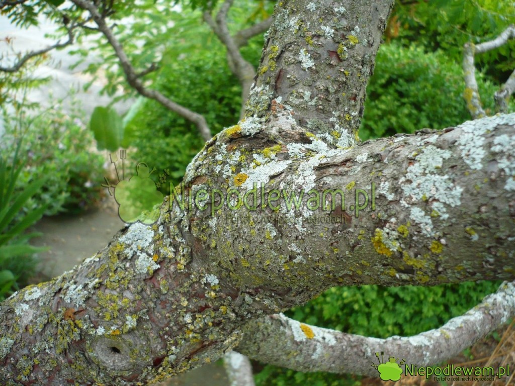 Kora sumaka octowca Dissecta. Fot. Niepodlewam