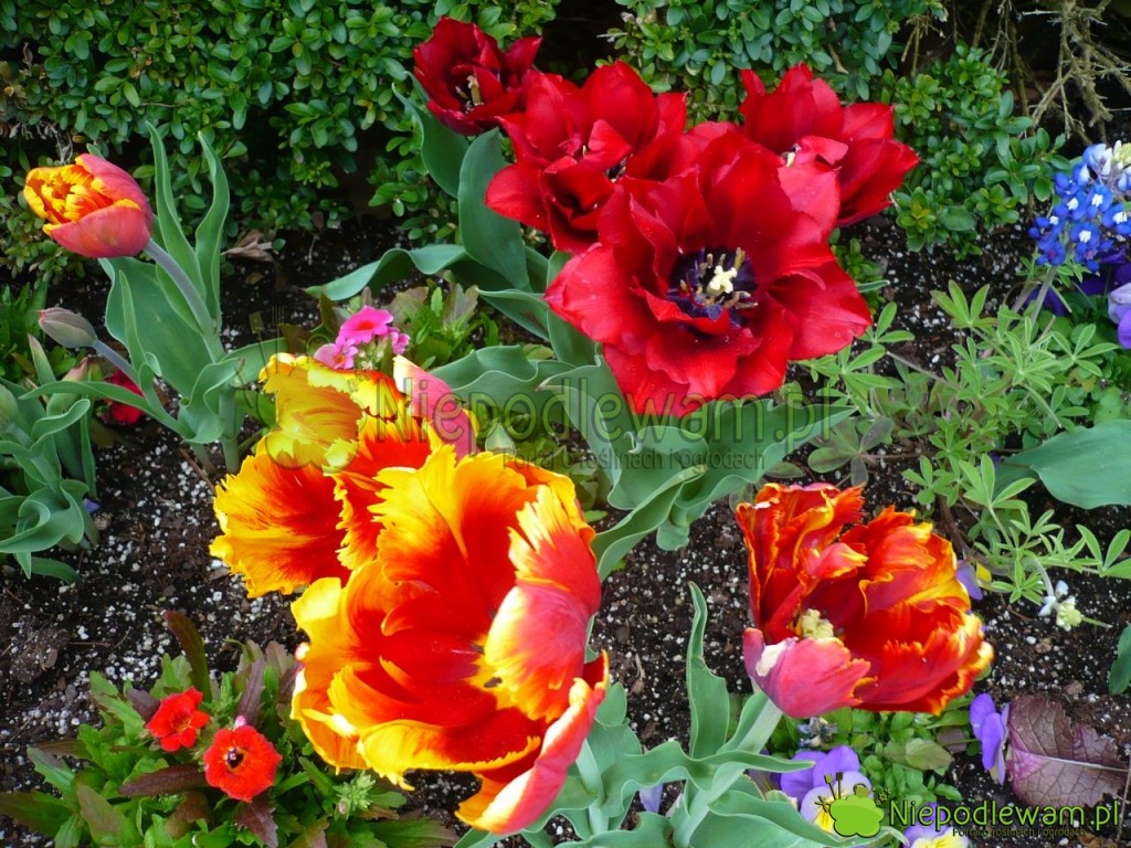 Tulipany Bright Parrot (żółto-pomarańczowy; bez zapachu) oraz Uncle Ben (czerwony; ślicznie, mocno pachnący). Drobne kwiaty to nemezja powabna. Fot. Niepodlewam
