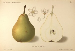 Grusza Kanal - – rysunek z książki „Deutsche Pomologie” Wilhelma Lauche z 1882-1883, ze zborów biblioteki Wageningen UR.