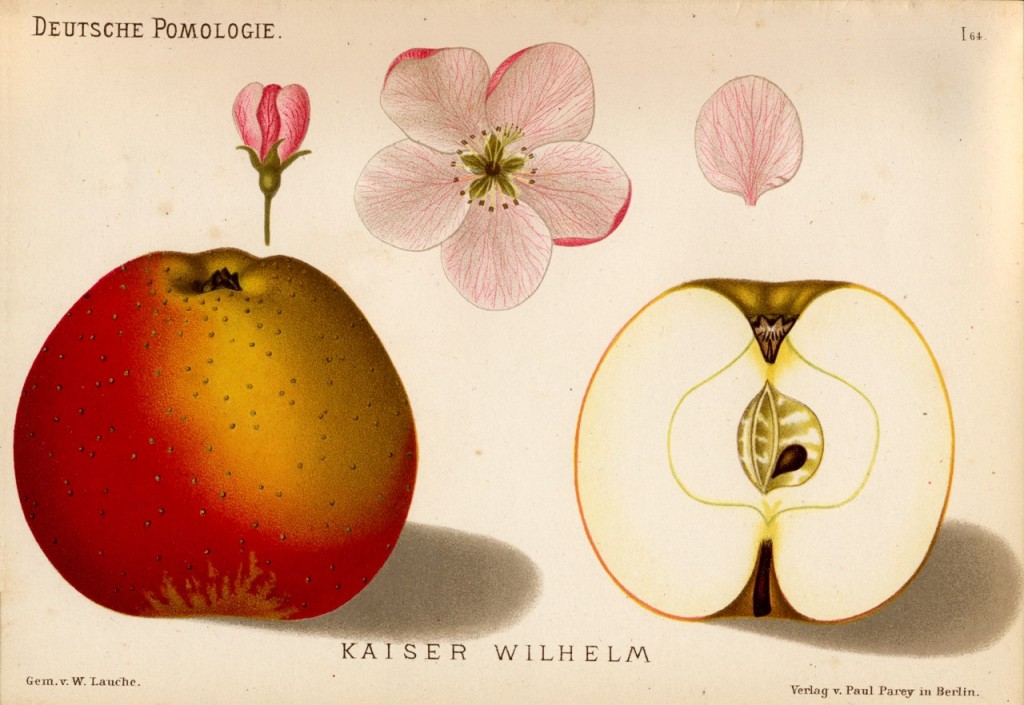 Jabłoń Cesarz Wilhelm – rysunek z książki „Deutsche Pomologie” Wilhelm Lauche z 1882-1883 roku.