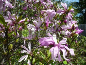 Magnolia Jane to niska, odporna odmiana. Kwitnie na różowo, Fot. Niepodlewam