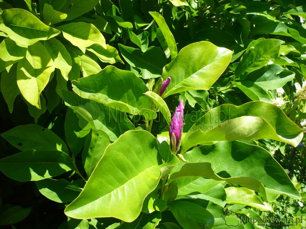 Powtórne kwitnienie magnolii Jane. Fot. Niepodlewam