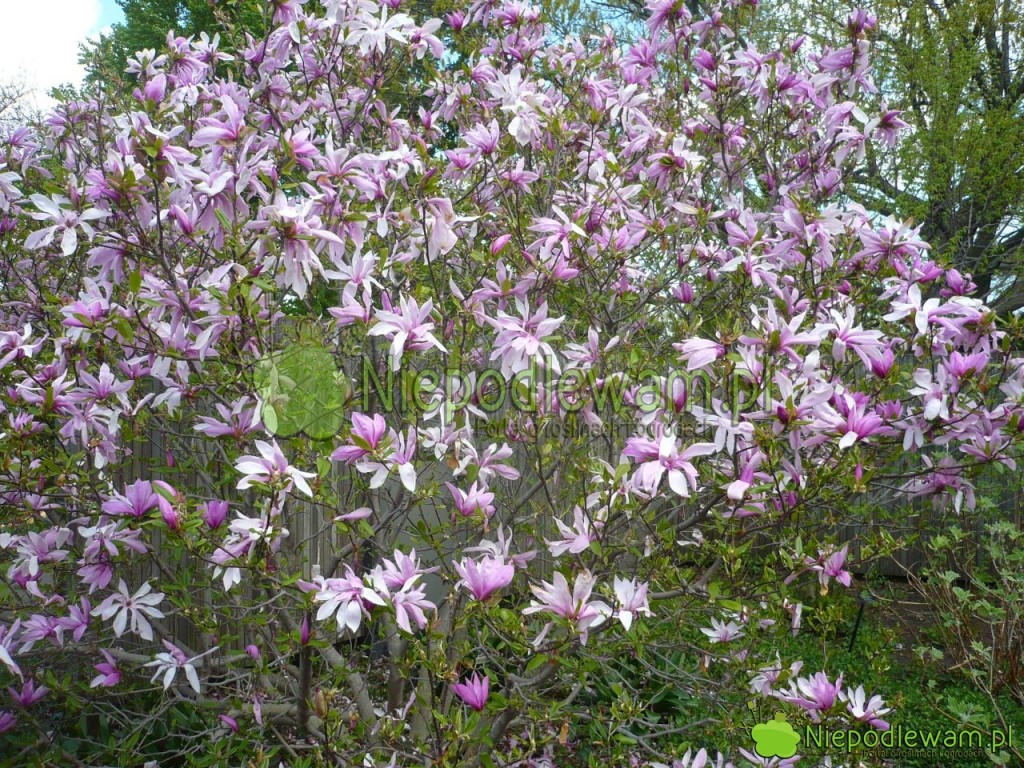 Magnolia Jane w pełni kwitnienia (ostatni dni kwietnia). Fot. Niepodewam