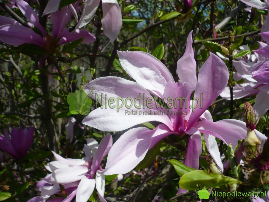Kwiaty magnolii Jane są duże i delikatnie pachną. Fot. Niepodlewam
