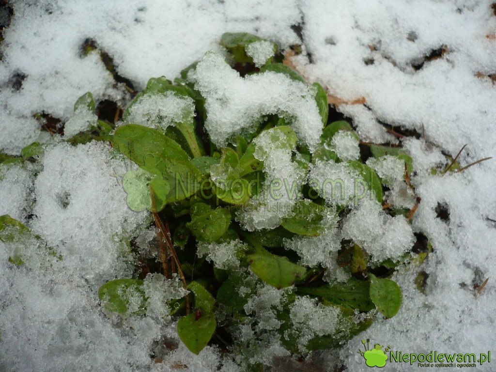 Niezapominajka leśna zimująca pod śniegiem. Fot. Niepodlewam