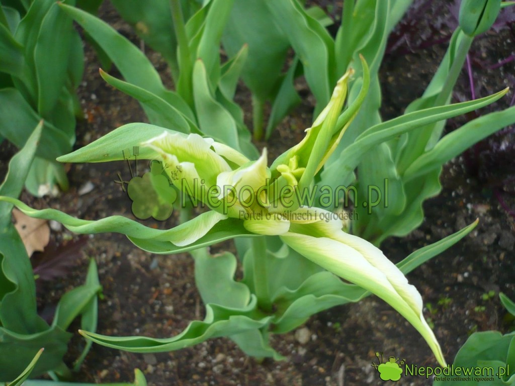 Zmutowany tulipan Green Star. Fot. Niepodlewam