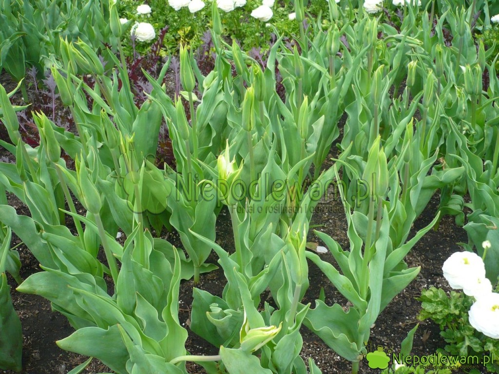 Rabata z zielonymi tulipanami Green Star i białymi jaskrami azjatyckimi. Fot. Niepodlewam