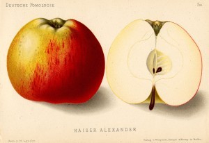 Jabłoń Cesarz Aleksander – rysunek z książki „Deutsche Pomologie” Wilhelma Lauche z 1882-1883 roku. W Polsce znana jest pod wieloma nazwami, m.in. Daporta, Oporto Letnie, Rambur Letni, Wołyńskie.