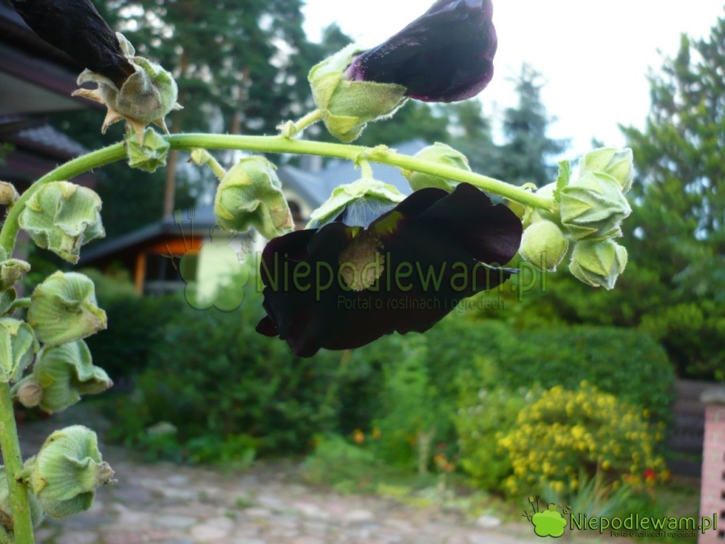 Malwa Nigra. Fot. Niepodlewam