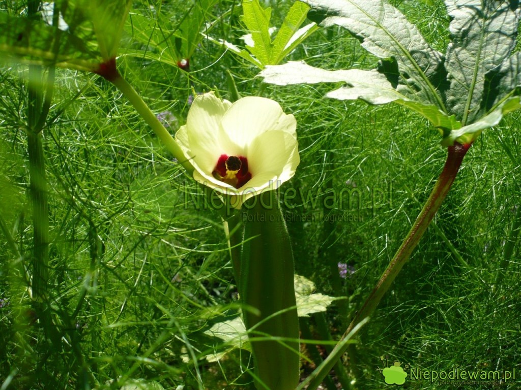 Okra Clemson Spineless kwitnie i owocuje cały sezon. Kwiaty delikatnie pachną. Fot. Niepodlewam