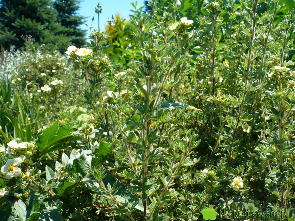 Pięciornik krzewiasty Primrose Beauty ma zielone licie w srebrzystym odcieniu. Fot. Niepodlewam