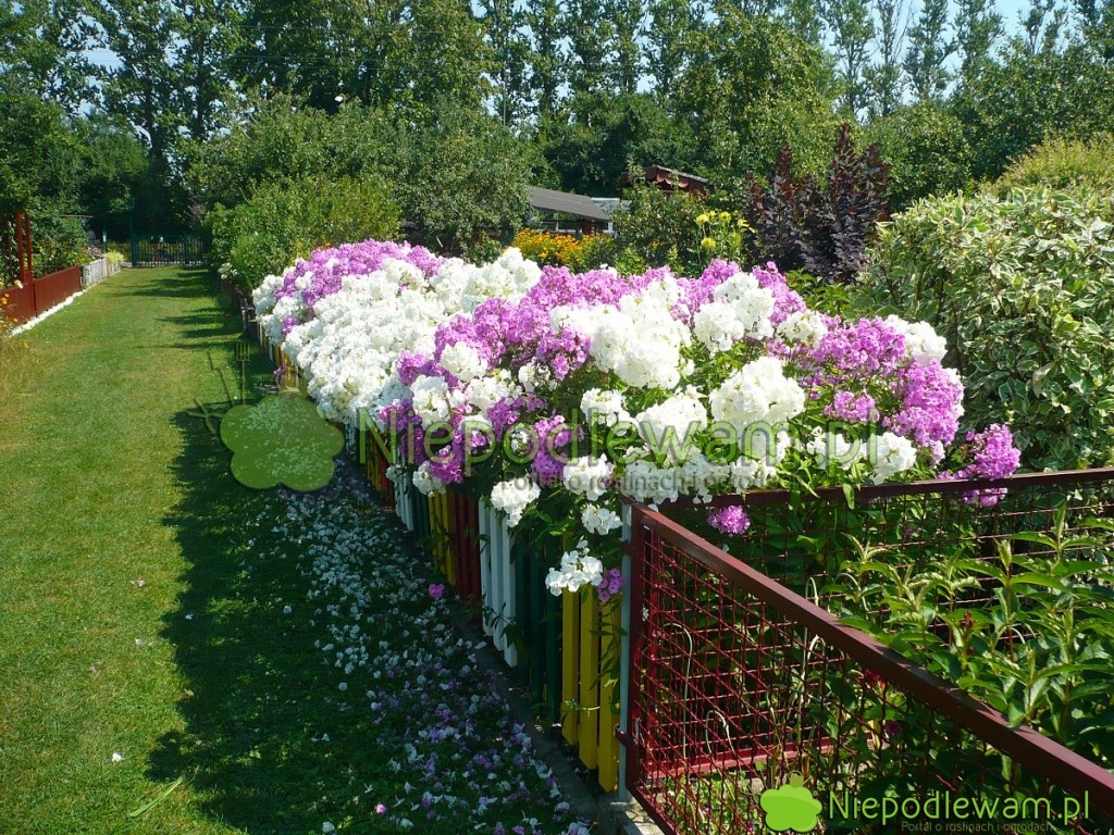 Kwitnący żywopłot z floksów wiechowatych. Fot. Niepodlewam