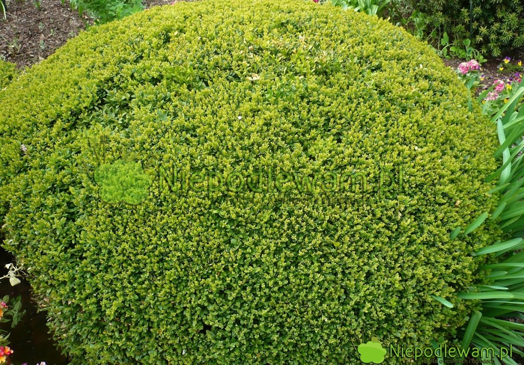 Bukszpan Green Velvet ma naturalny, kulisty pokrój. Dzięki przycinaniu można go kształtować w idealne kule. Fot. Niepodlewam