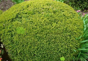 Bukszpan Green Velvet ma naturalny, kulisty pokrój. Dzięki przycinaniu można go kształtować w idealne kule. Fot. Niepodlewam