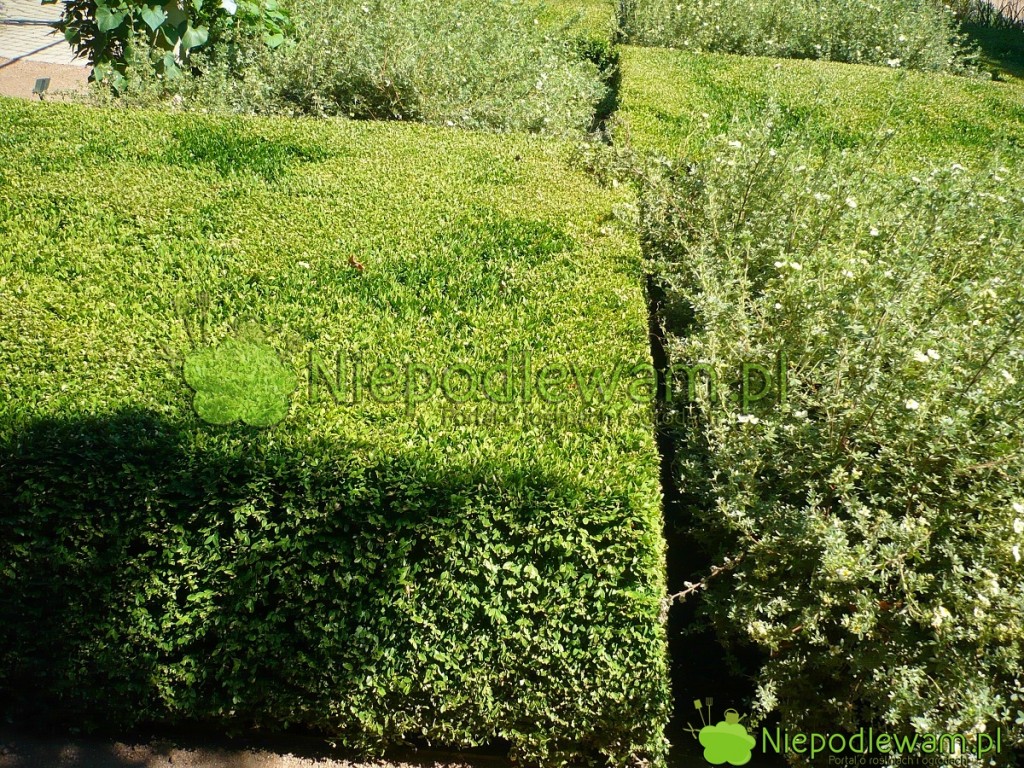 Dywan z bukszpanów Green Velvet przypomina zielony aksamit. Fot. Niepodlewam