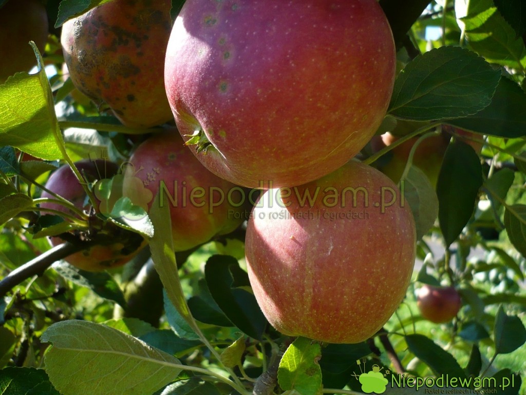 Jabłoń Braeburn ma żółtoczerwone owoce. Rumieńce są duże, obejmują prawie całe jabłka. Fot. Niepodlewam