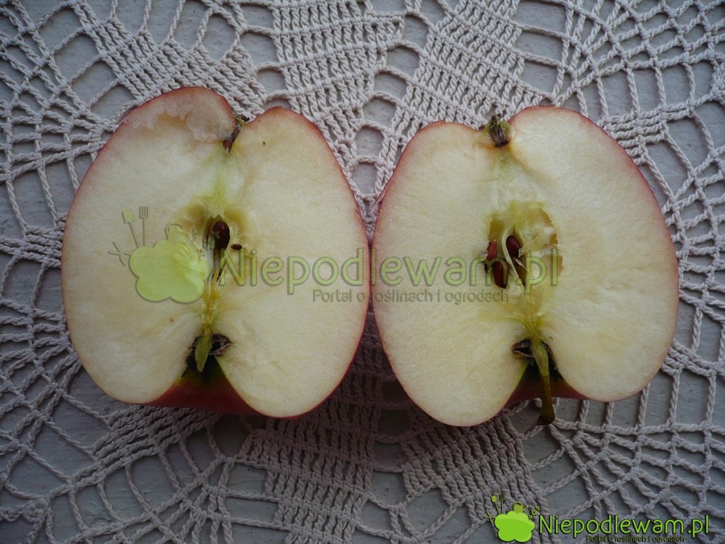 Jabłka Braeburn po przekrojeniu wolno ciemnieją. Fot. Niepodlewam