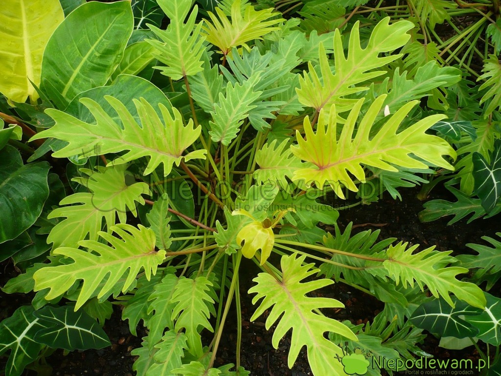 Filodendron Xanadu Golden. Fot. Niepodlewam