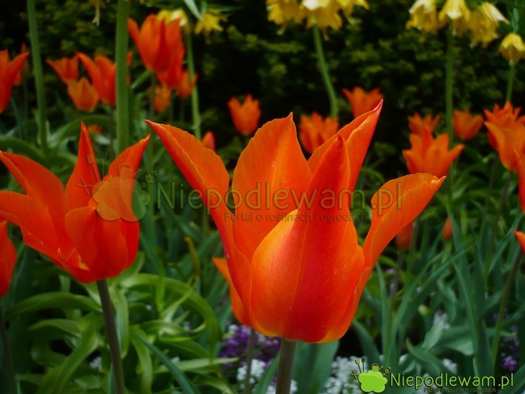 Tulipany Ballerina mają ciekawy kolor = pomarańczowy cieniowany żółtym. Fot. Niepodlewam