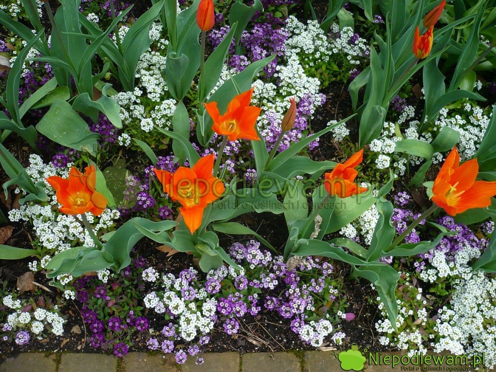 Tulipany Ballerina i smagliczka nadmorska. Fot. Niepodlewam