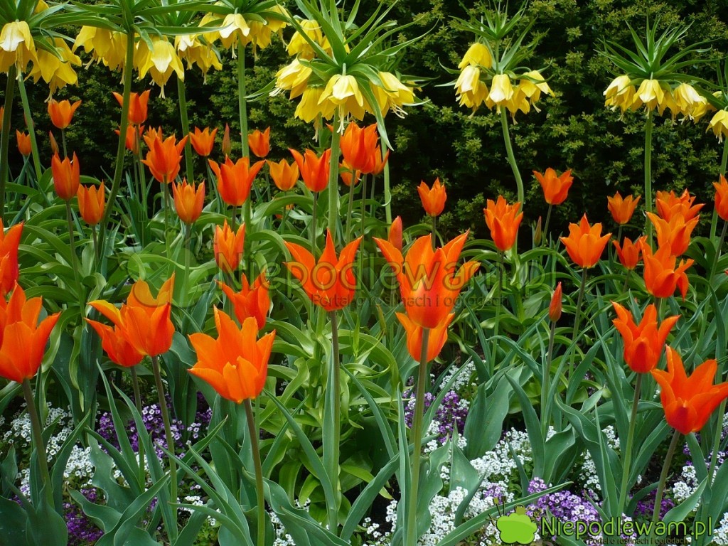 Tulipany Ballerina na rabacie z żółtymi koronami cesarskimi. Fot. Niepodlewam