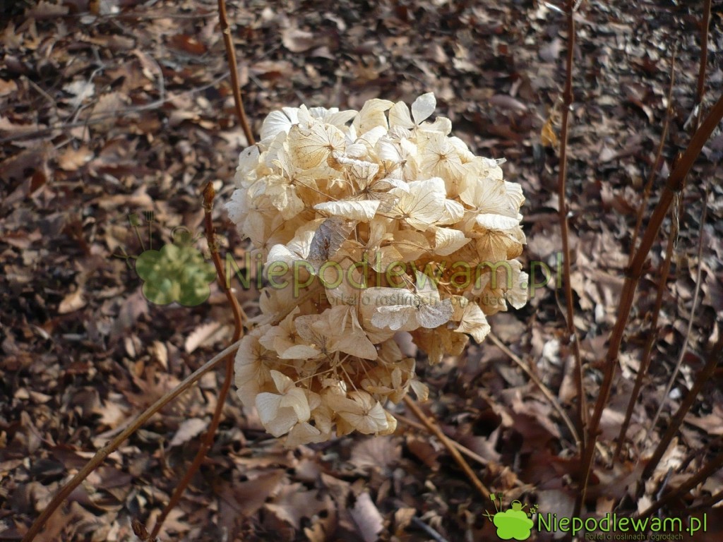 Przekwitłe kwiatostany hortensji ogrodowej są zimową dekoracją ogrodu. Na zdjęcie jest odmiana Bouquet Rose. Fot. Niepdlewam
