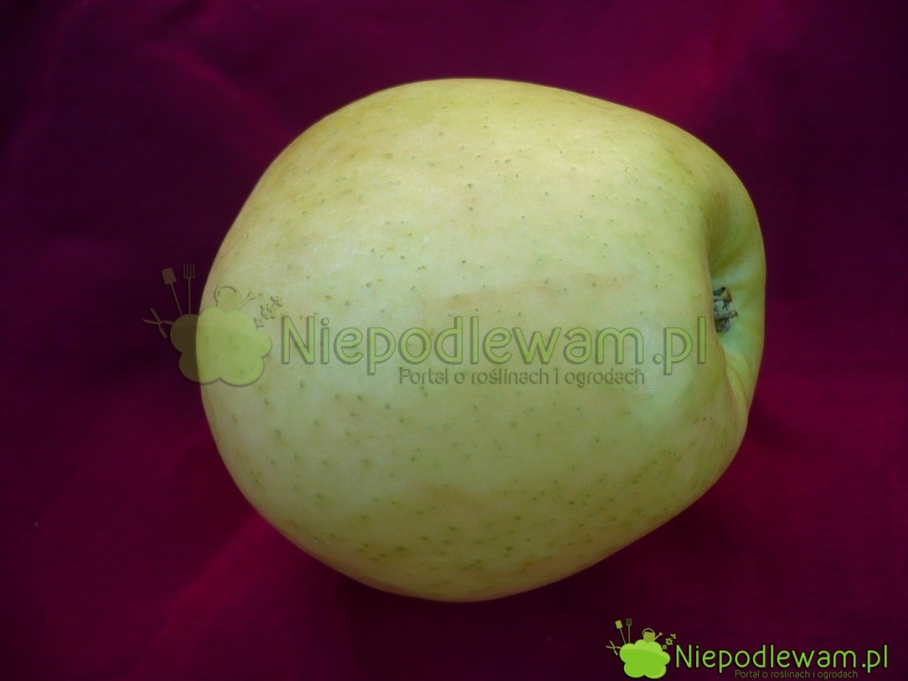 Jabłko Golden Delicious. Fot. Niepodlewam