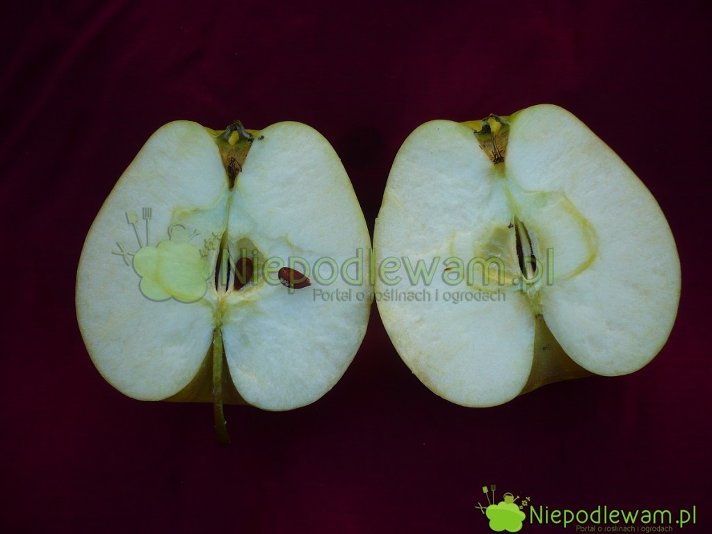 Przekrojone jabłko Golden Delicious wolno ciemnieje. Fot. Niepodlewam