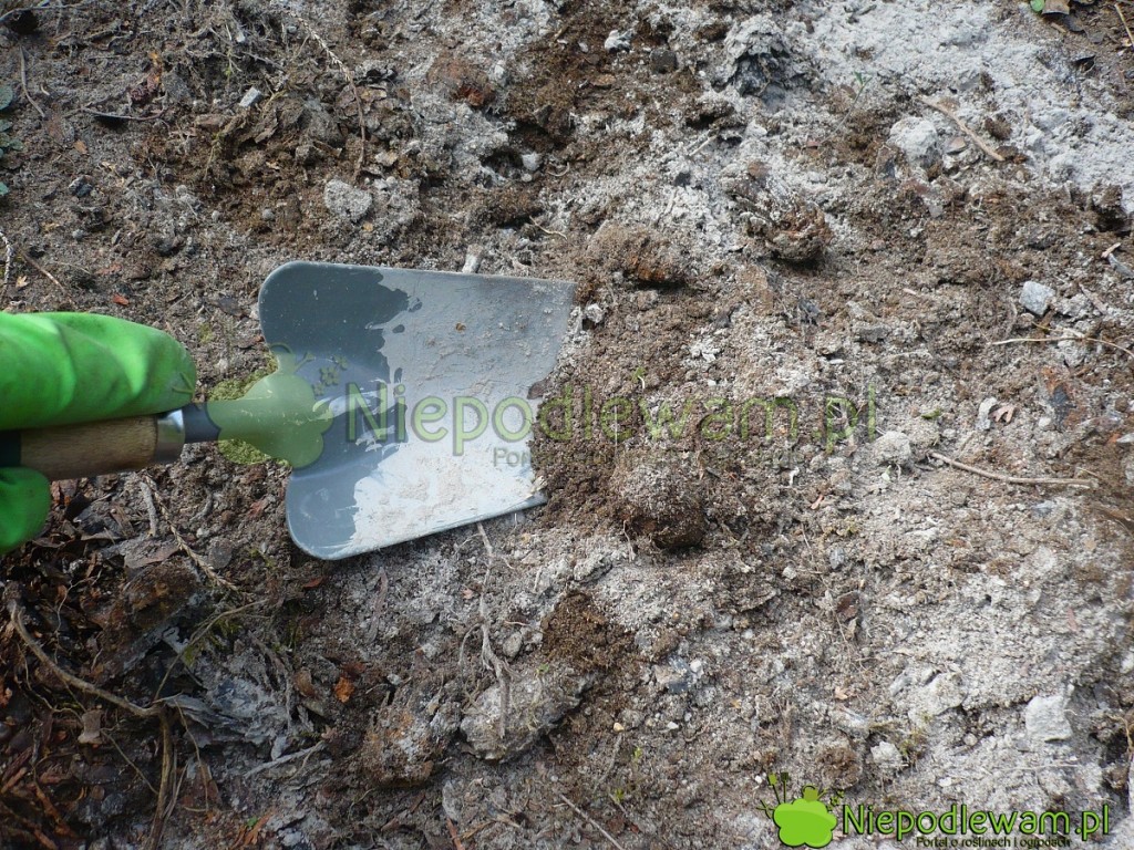 Mączka bazaltowa jest szczególnie polecana do piaszczystej ziemi. Poprawia jej strukturę i zatrzymuje wodę. Fot. Niepodlewam