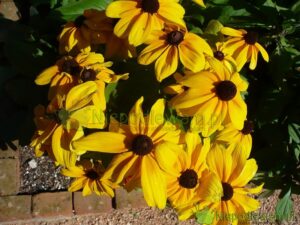 rudbekia owłosiona Indian Summer. Fot. Niepodlewam